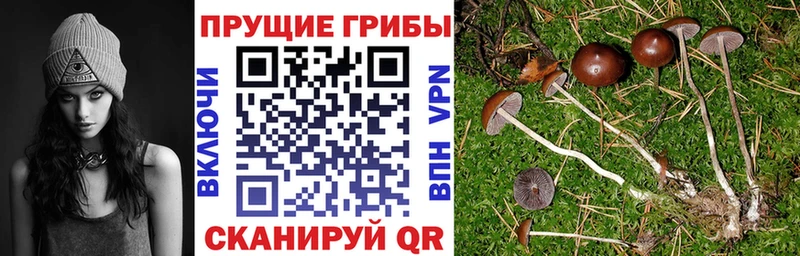 Галлюциногенные грибы ЛСД  Хилок 